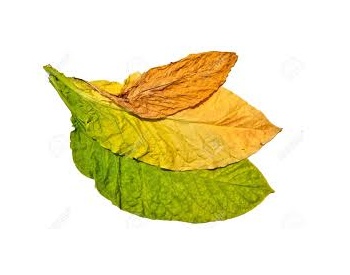 tobaccoleaves